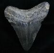 Megalodon Tooth #6990-2